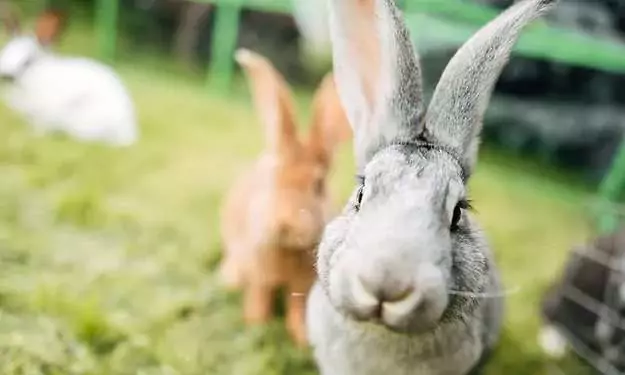 The Greater Boston Pet Expo