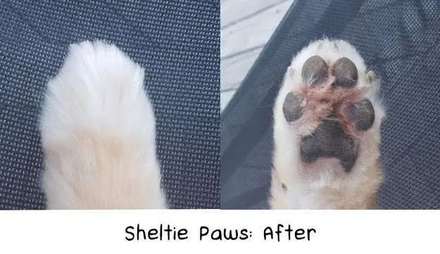 Grooming Sheltie Paws: After Grooming Sheltie Paws: Before