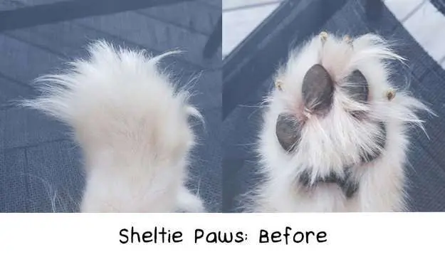 Grooming Sheltie Paws: Before Grooming Sheltie Paws: Before
