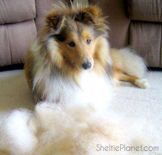 Grooming The Sheltie Undercoat Grooming The Sheltie Undercoat