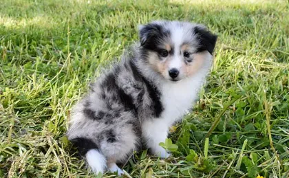 Your Guide to Sheltie Puppies Your Guide to Sheltie Puppies