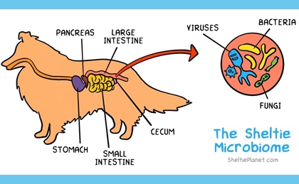 Gut Health in Shelties