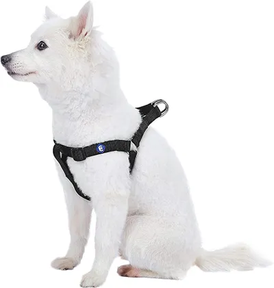 What is The Best Dog Leash Sheltie Planet