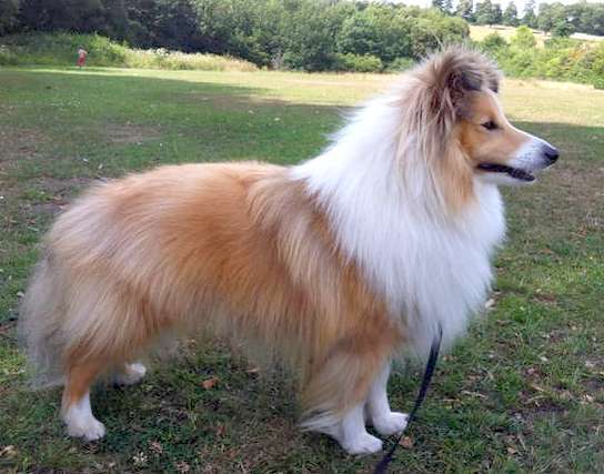 101 Sheltie Names To Inspire