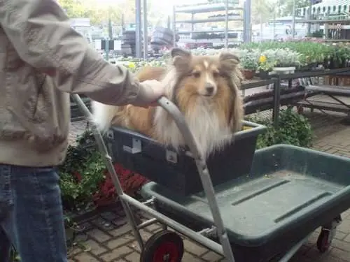 Hilarious Dog