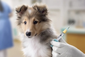 Puppy vaccines cost around $200 for two rounds of shots, given at 10-12 weeks and 16-18 weeks