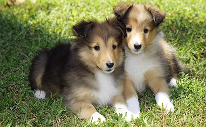How Much Do Sheltie Puppies Cost?