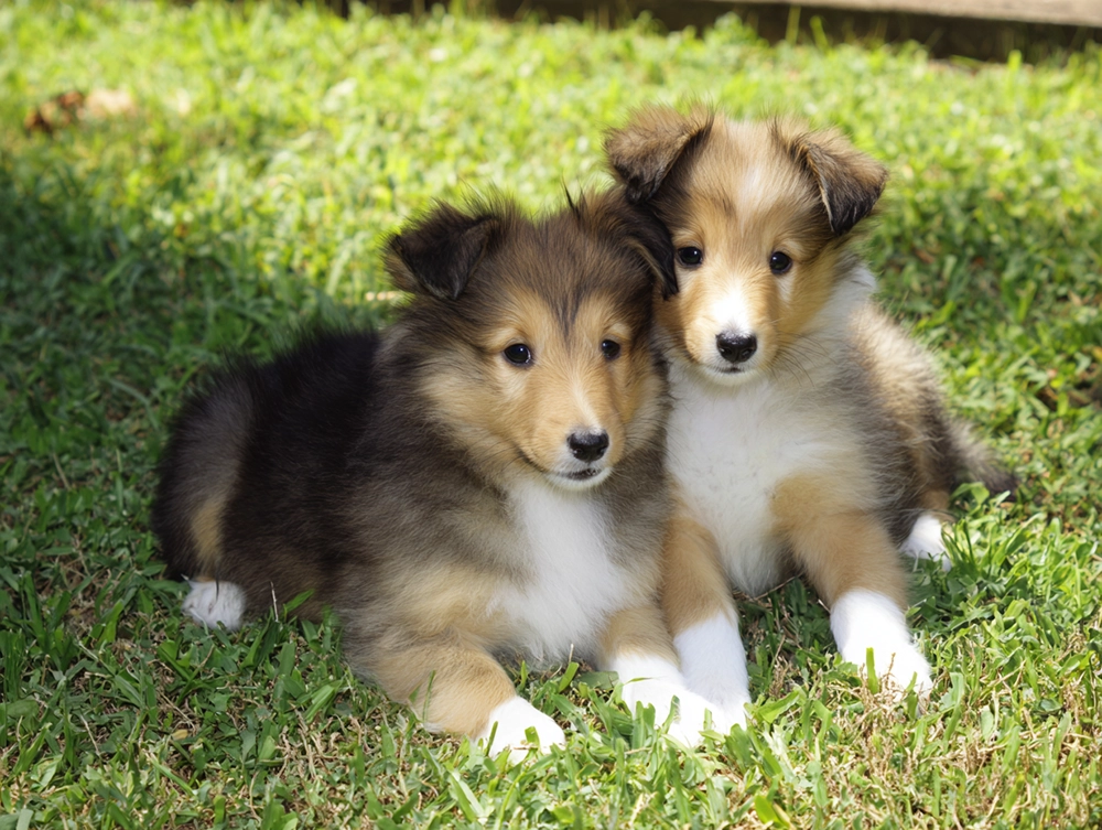 How Much Do Sheltie Puppies Cost?