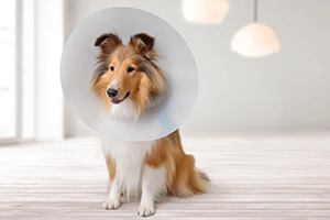 Spay or neuter surgery costs around $350