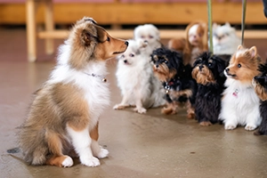 Puppy school costs around $200