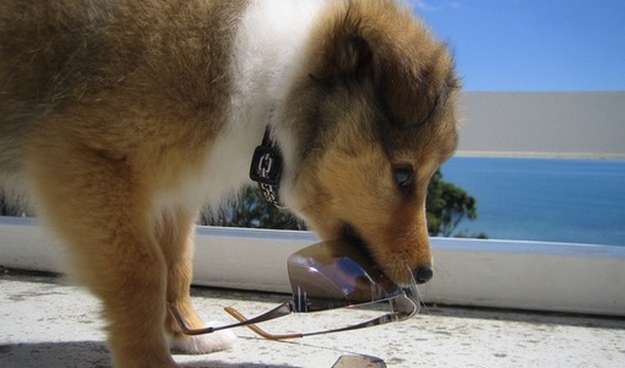 How to Care for a Shetland Sheepdog Puppy