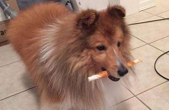 How to Clean Your Dog's Teeth How to Clean Your Dog's Teeth