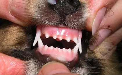 How to Clean Your Sheltie's Teeth How to Clean Your Sheltie's Teeth