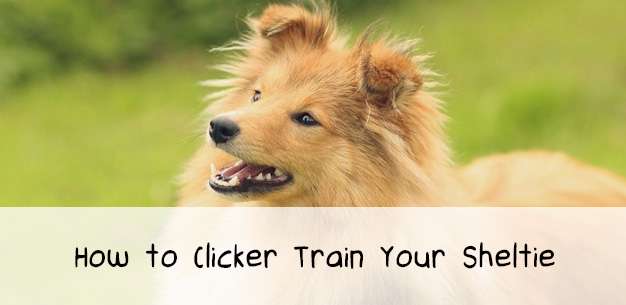 How to Clicker Train Your Dog How to Clicker Train Your Dog