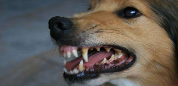 How to Deal with Dog Aggression How to Deal with Dog Aggression