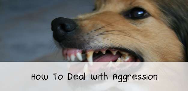 How to Deal with Dog Aggression How to Deal with Dog Aggression