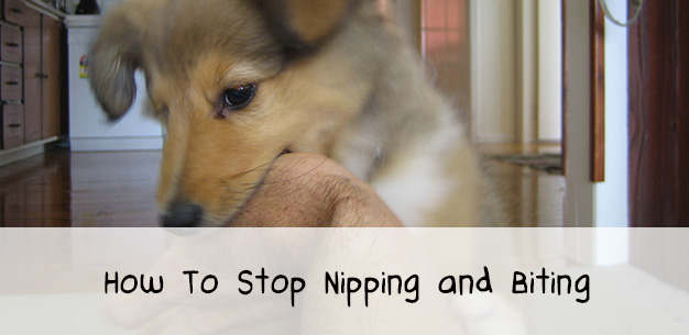 How to Deal with Nipping and Play Biting in Puppies How to Deal with Nipping and Play Biting in Puppies