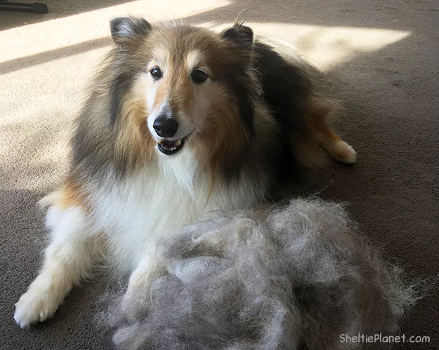 How to Groom a Shetland Sheepdog How to Groom a Shetland Sheepdog