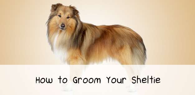 How to Groom a Shetland Sheepdog How to Groom a Shetland Sheepdog