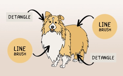How to Groom a Sheltie How to Groom a Sheltie