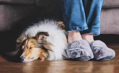 How to Help Your Sheltie Adjust to a New Roommate