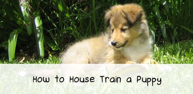 How to Housetrain a Puppy How to Housetrain a Puppy