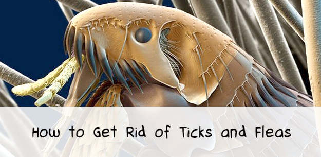 How to Kill Fleas and Ticks on Your Dog How to Kill Fleas and Ticks on Your Dog