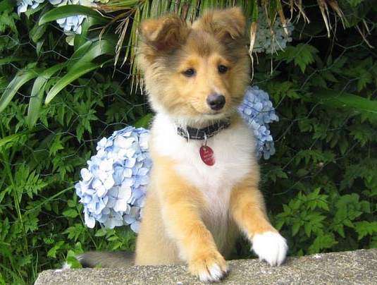 How to Socialize a Puppy How to Socialize a Puppy