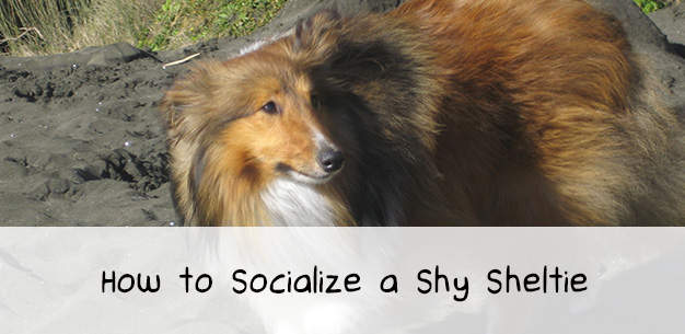 Shy Dogs