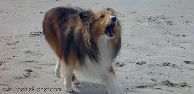 do rough collie bark a lot