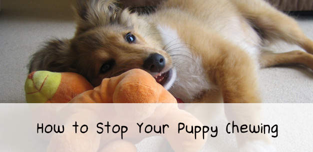 How to Stop Your Puppy Chewing on Everything How to Stop Your Puppy Chewing on Everything