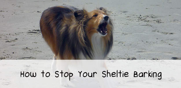 How to Stop Your Sheltie Barking How to Stop Your Sheltie Barking