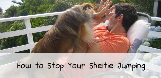How to Stop Your Sheltie Jumping How to Stop Your Sheltie Jumping