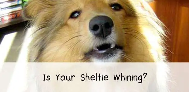 How to Stop Your Sheltie Whining How to Stop Your Sheltie Whining