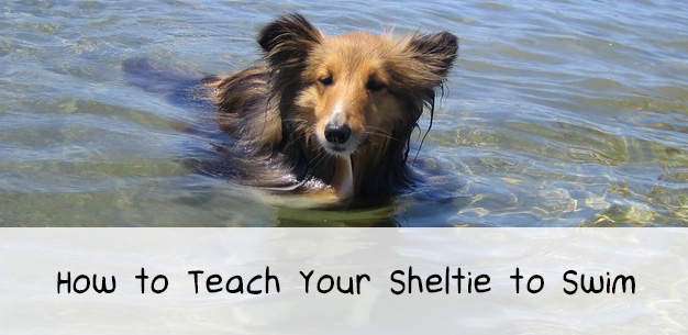 Water Shelties
