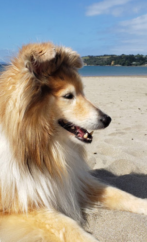 Howard our beautiful Sheltie at 12 years old Howard our beautiful Sheltie at 12 years old