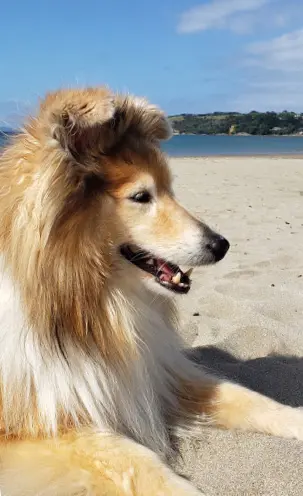 Howard our beautiful Sheltie at 12 years old Howard our beautiful Sheltie at 12 years old