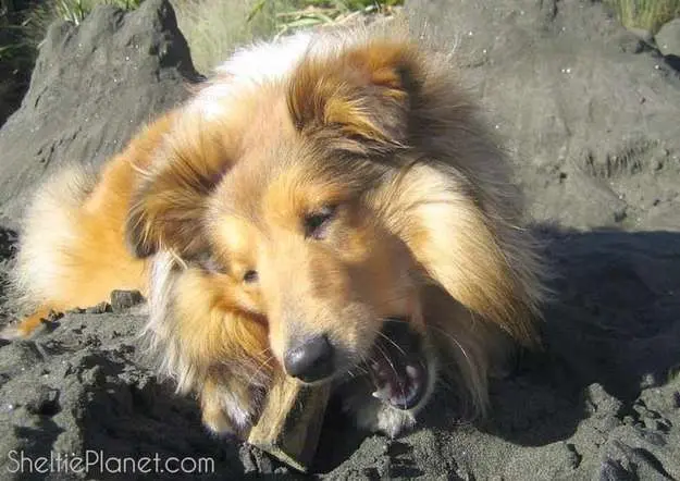 Sheltie chewing on a piece of wood on the beach Sheltie chewing on a piece of wood on the beach