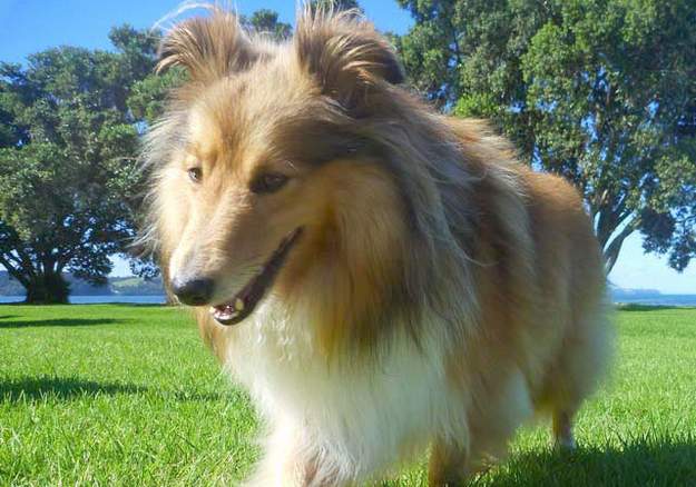 Howard My First Shetland Sheepdog Howard My First Shetland Sheepdog