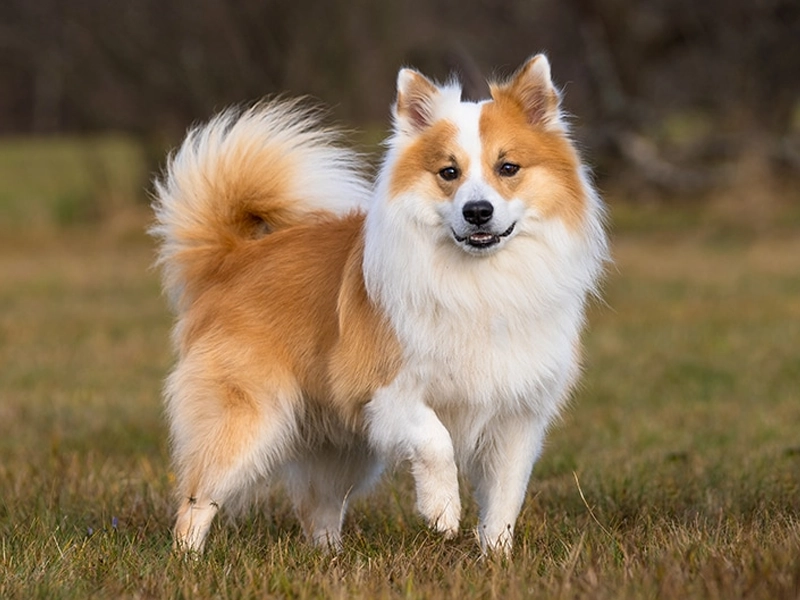 Icelandic Sheepdog