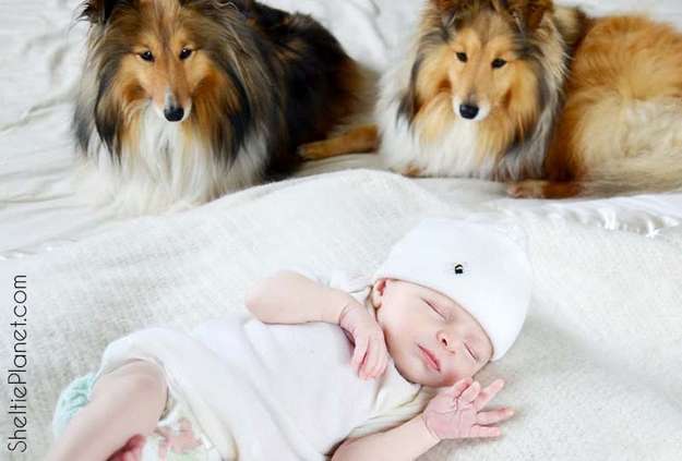 How to Introduce Your Sheltie to a Newborn Baby How to Introduce Your Sheltie to a Newborn Baby