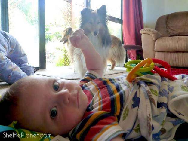 Our Shelties gave baby Fox a wide berth most of the time Our Shelties gave baby Fox a wide berth most of the time