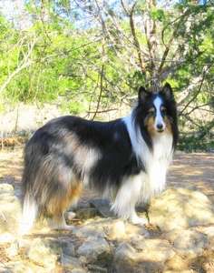 My Sheltie Tale: Lady Duchess