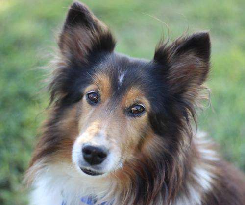 Leo The Sheltie Leo The Sheltie