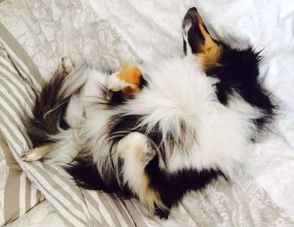 Let Sleeping Dogs Lie