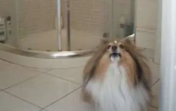 Little Dog Barking