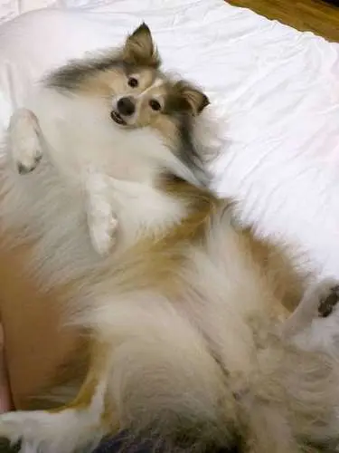 Lovely Sheltie