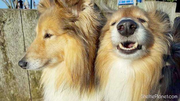 Magnificent Shelties Magnificent Shelties