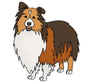 Mahogany Sheltie Color Genes