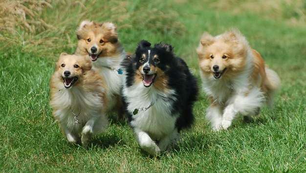 Miniature Shelties